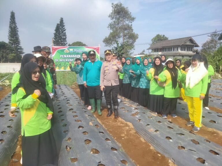 Ramai-Ramai Tanam Jagung di Pacet, dari Polisi sampai Petani Angkat Cangkul