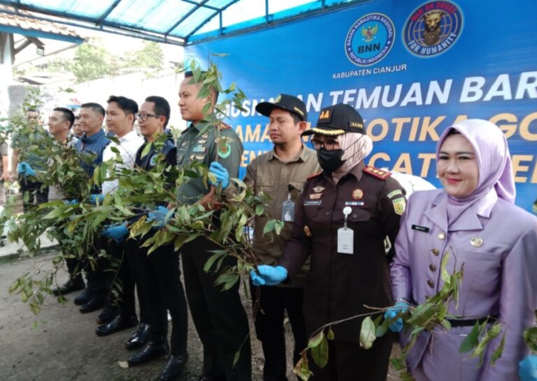 BNN Cianjur Bakar ‘Sirih Arab’, Bupati: Cianjur Nggak Kasih Ruang Buat Narkoba