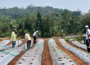 Lapas Cianjur Kembangkan Pembinaan Warga Binaan Lewat Asimilasi Kerja Luar